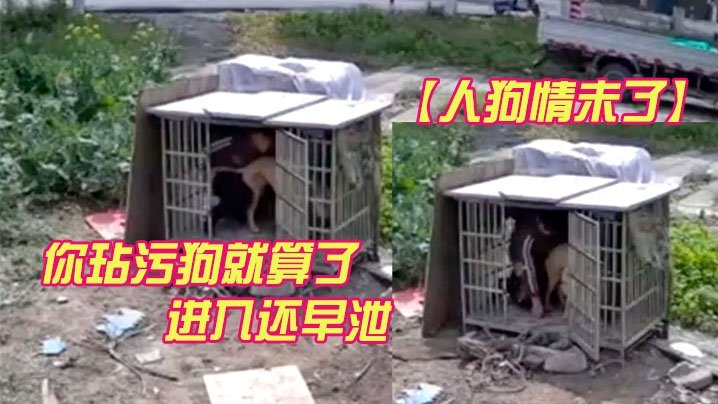 监控流出！人妻遭巨根狼狗狂干，男人围观早泄内射