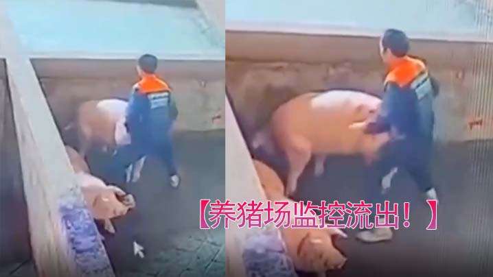 养猪场监控流出：有洞就操，母狗骚穴随便干！